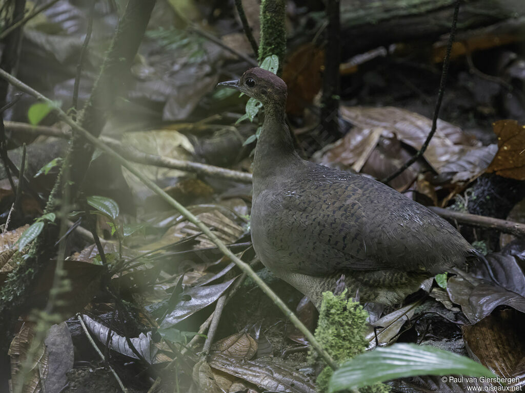 Great Tinamou