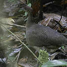 Grand Tinamou