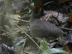 Grand Tinamou