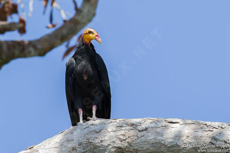 Greater Yellow-headed Vulture