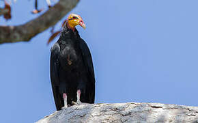 Greater Yellow-headed Vulture