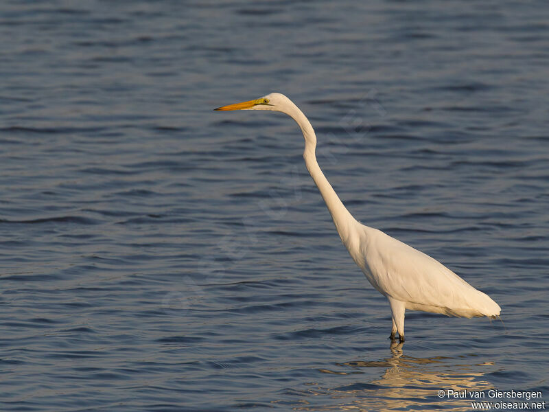 Grande Aigrette