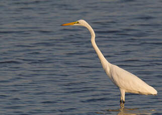 Grande Aigrette