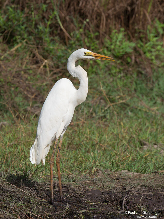 Grande Aigrette