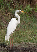 Grande Aigrette