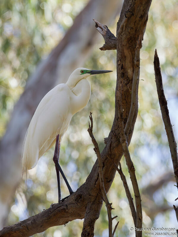 Grande Aigrette