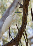 Great Egret