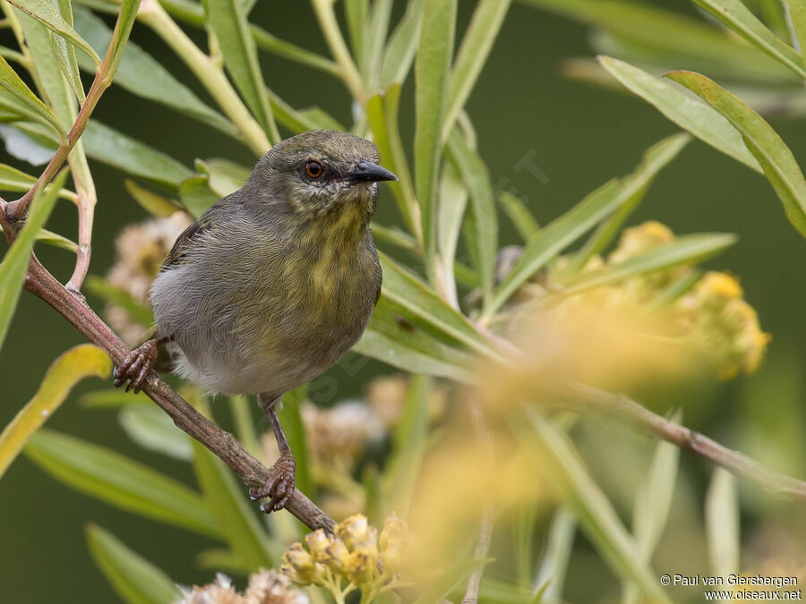 Stripe-throated Jeryadult