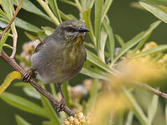 Stripe-throated Jery