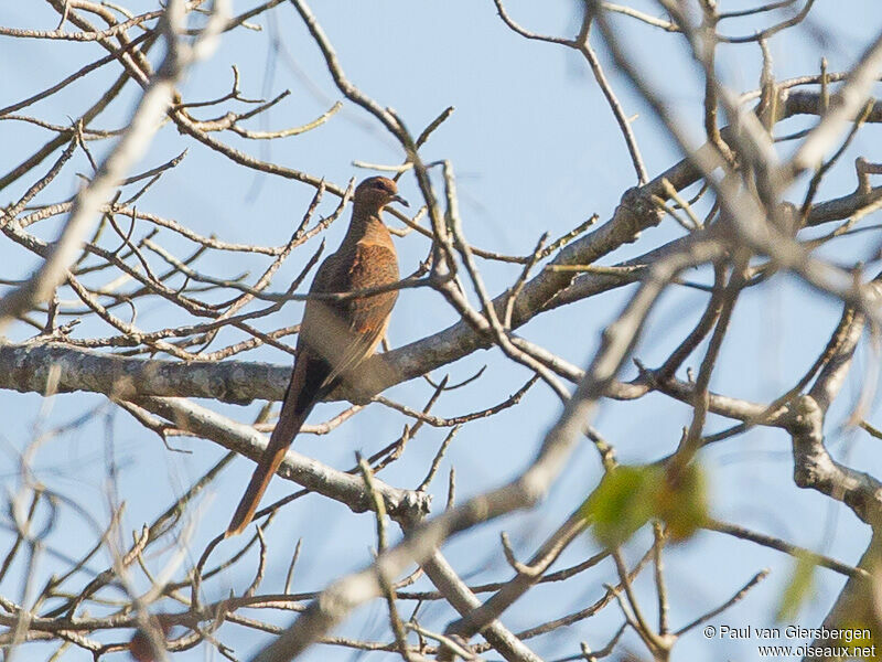 Timor Cuckoo-Dove