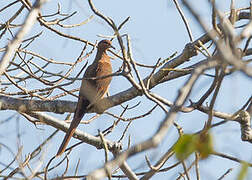 Timor Cuckoo-Dove