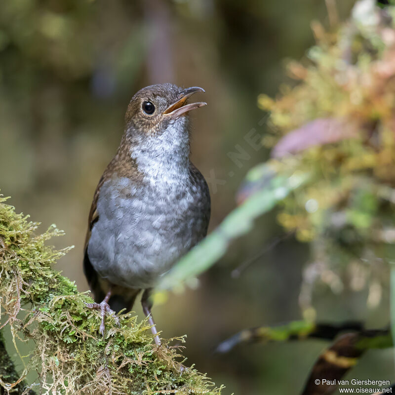 Greater Ground Robin