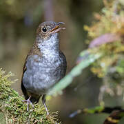 Greater Ground Robin