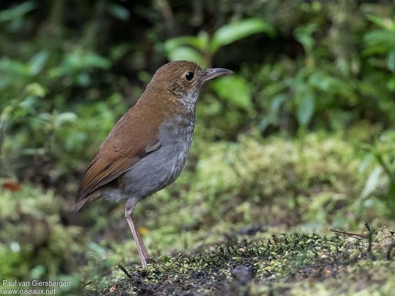 Greater Ground Robin