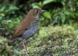 Greater Ground Robin