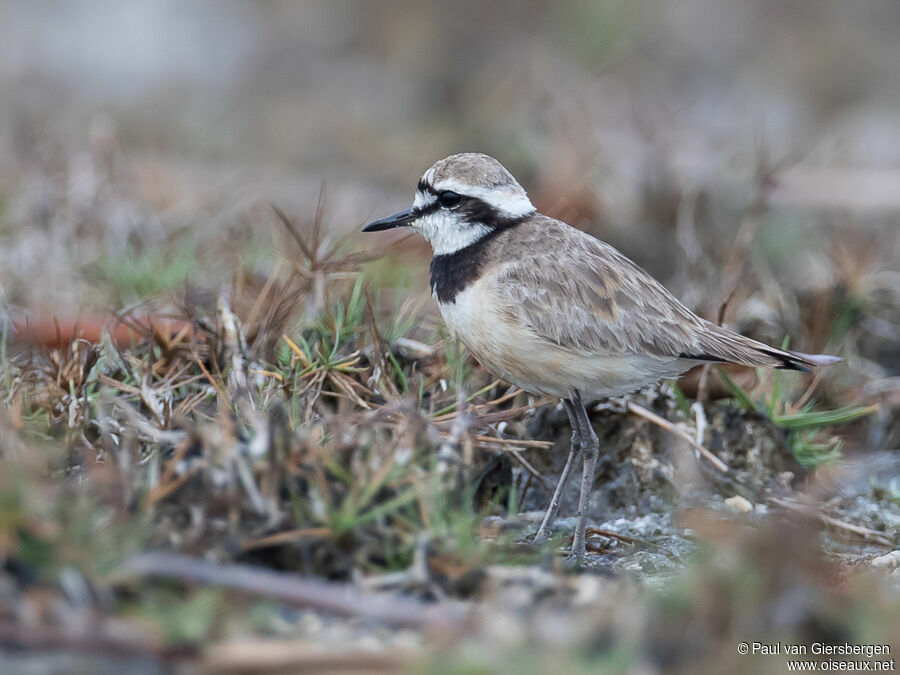 Madagascar Ploveradult