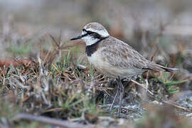 Madagascar Plover