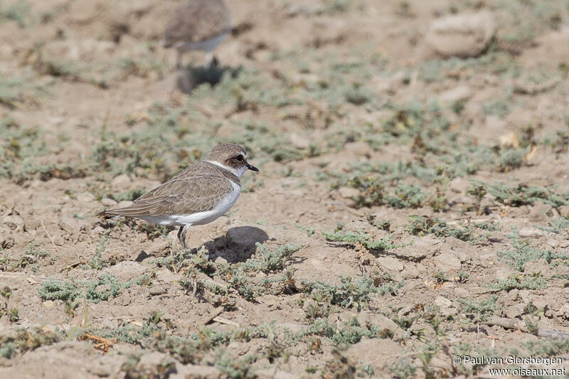 Kentish Plover