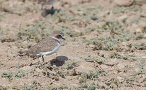 Kentish Plover