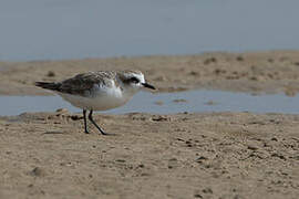 Kentish Plover