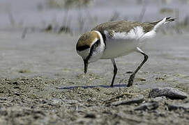 Kentish Plover