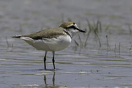 Kentish Plover