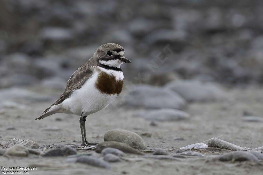 Double-banded Plover male adult, identification