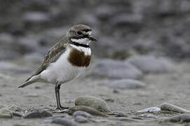 Double-banded Plover