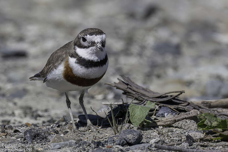 Double-banded Ploveradult