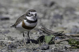 Double-banded Plover