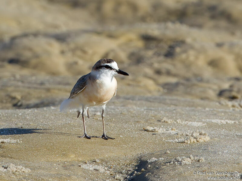 White-fronted Plover