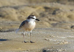 White-fronted Plover