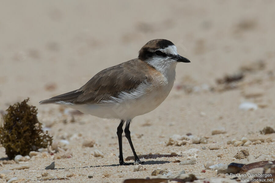 White-fronted Ploveradult