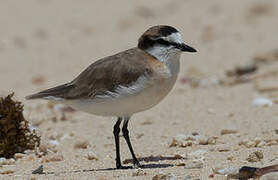 White-fronted Plover