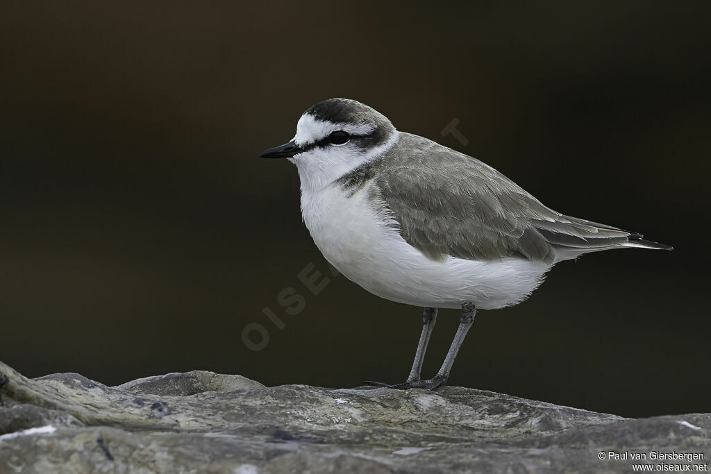 White-fronted Ploveradult