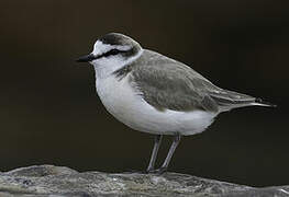 White-fronted Plover