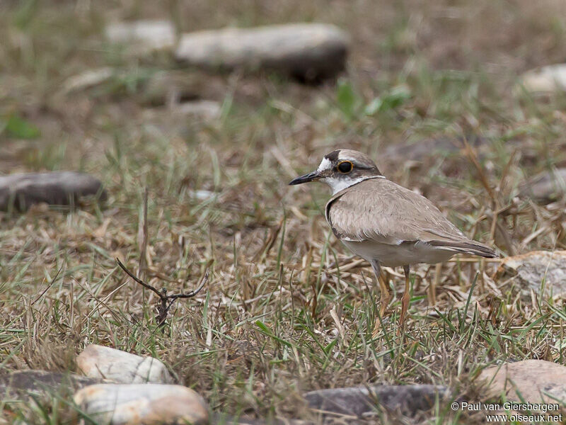 Long-billed Plover