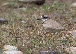 Long-billed Plover