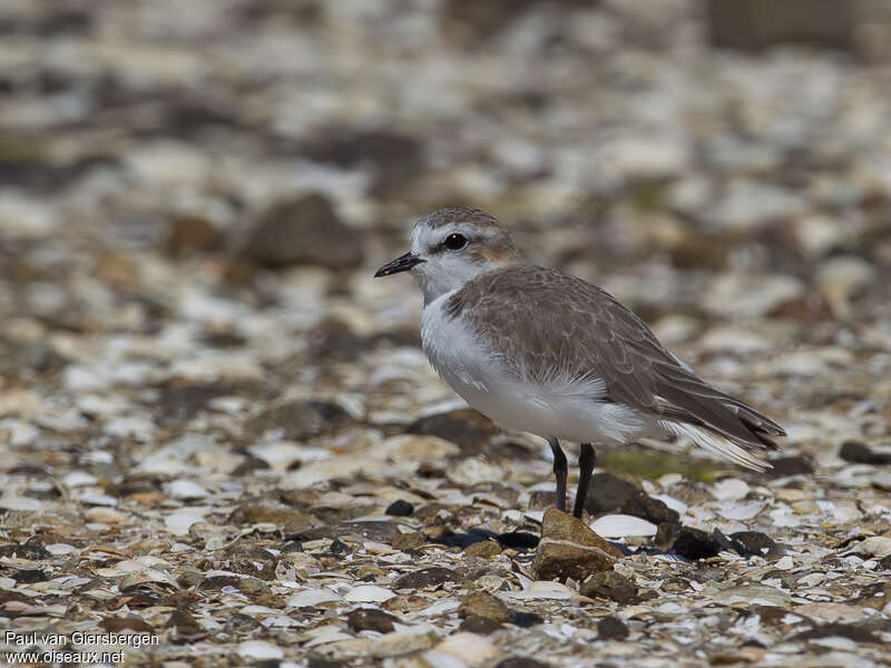 Red-capped Ploveradult post breeding, identification