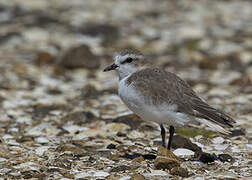 Red-capped Plover