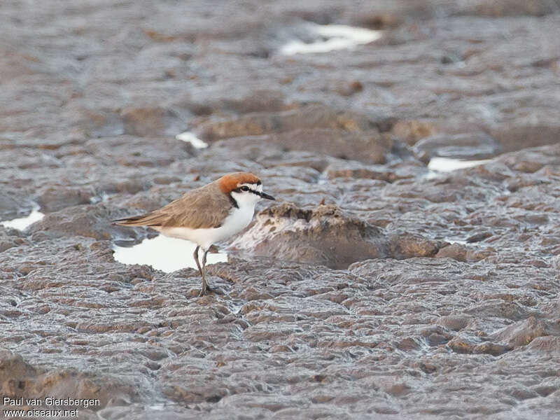 Red-capped Ploveradult, habitat, camouflage, pigmentation