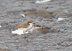 Red-capped Plover