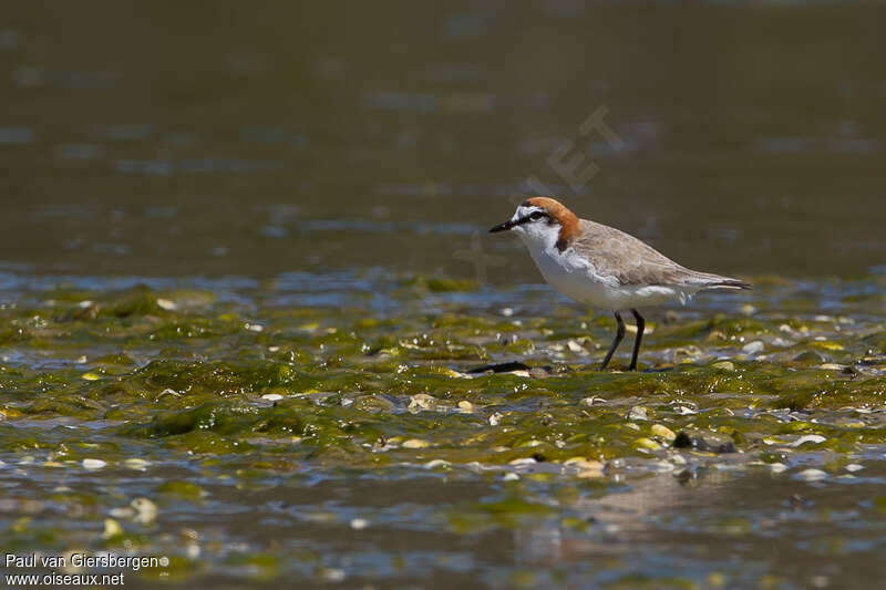 Red-capped Plover male adult breeding, habitat, pigmentation