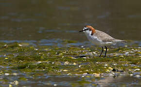 Red-capped Plover