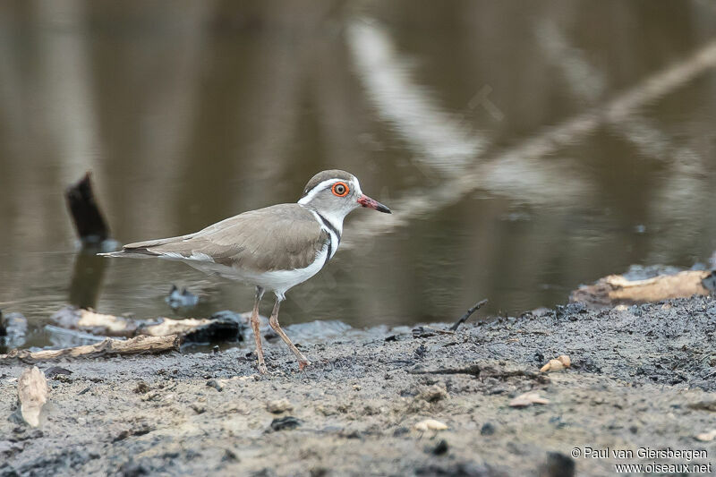 Three-banded Plover