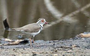 Three-banded Plover