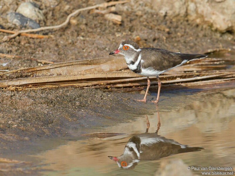 Three-banded Plover