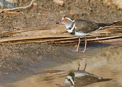 Three-banded Plover