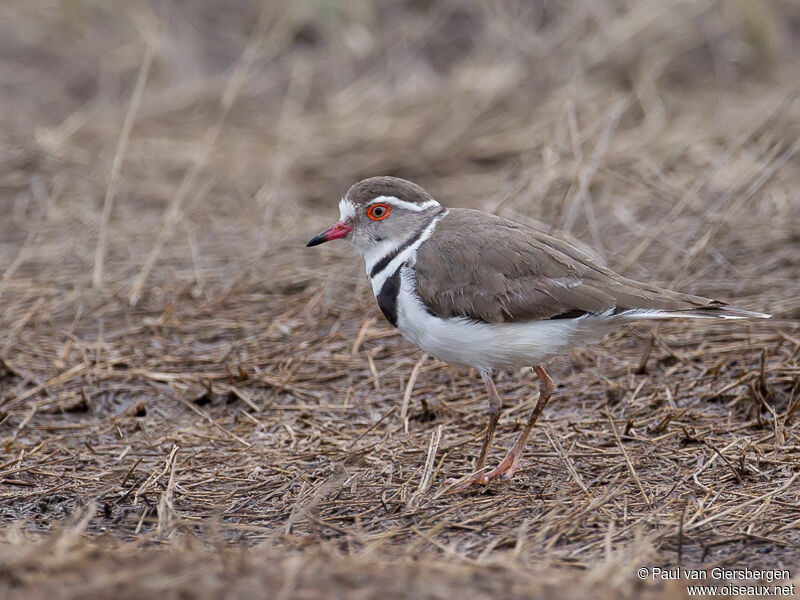 Three-banded Plover