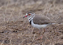 Three-banded Plover